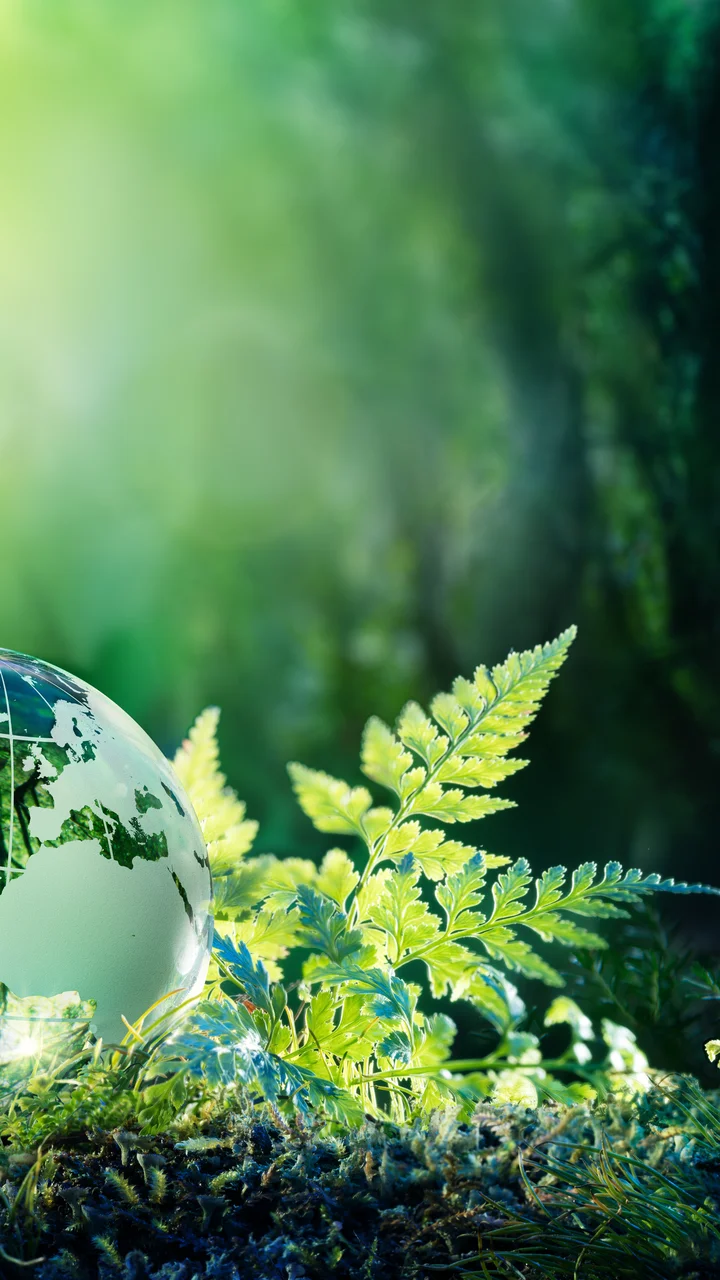 Globe Moss in Forest