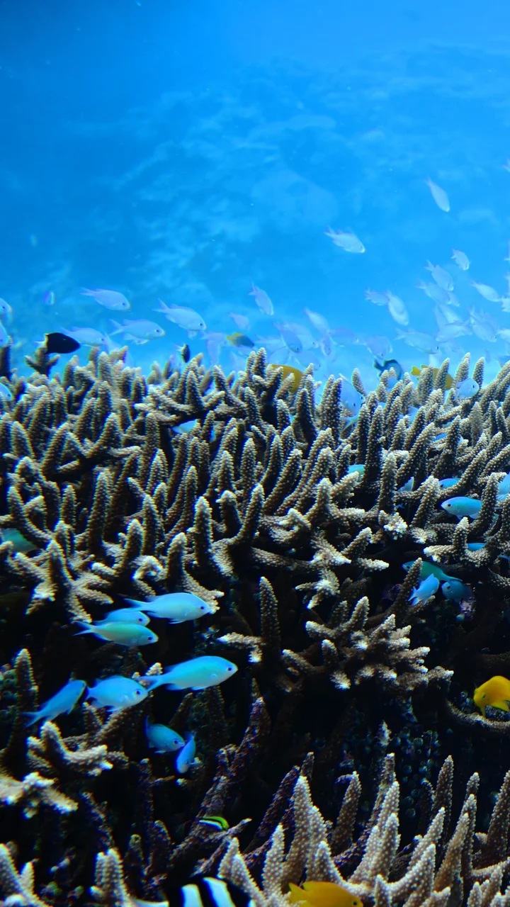 reef